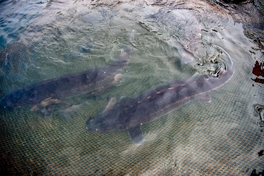 Ilmuwan China Intai Ikan Sturgeon Kawin di Yangtze-Image-1