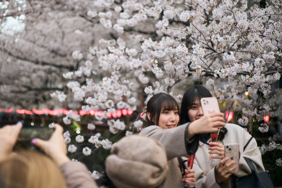 Album Asia: Menikmati keindahan bunga sakura yang diterangi cahaya lampion di Jepang-Image-2