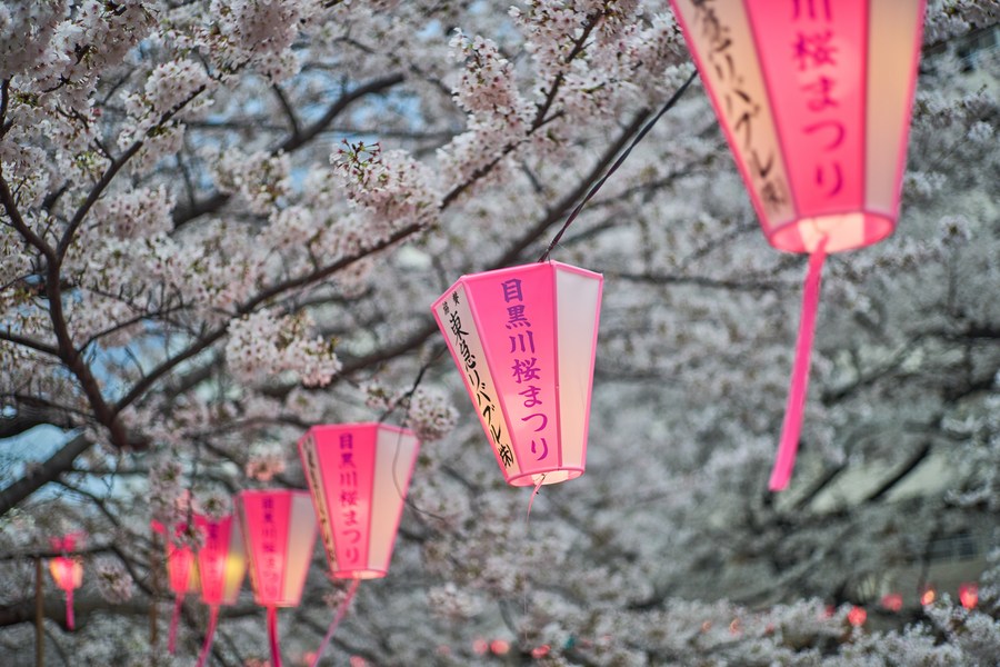 Album Asia: Menikmati keindahan bunga sakura yang diterangi cahaya lampion di Jepang-Image-3