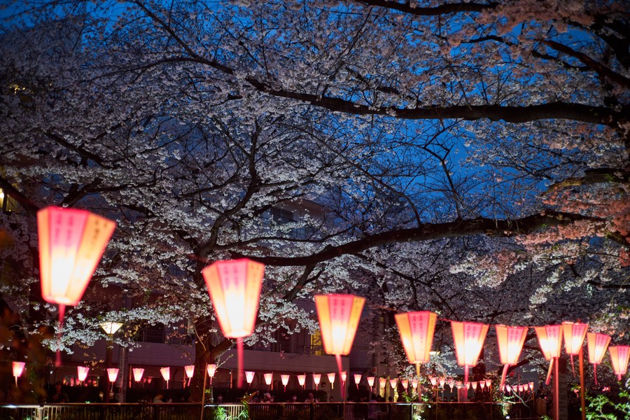 Album Asia: Menikmati keindahan bunga sakura yang diterangi cahaya lampion di Jepang-Image-4