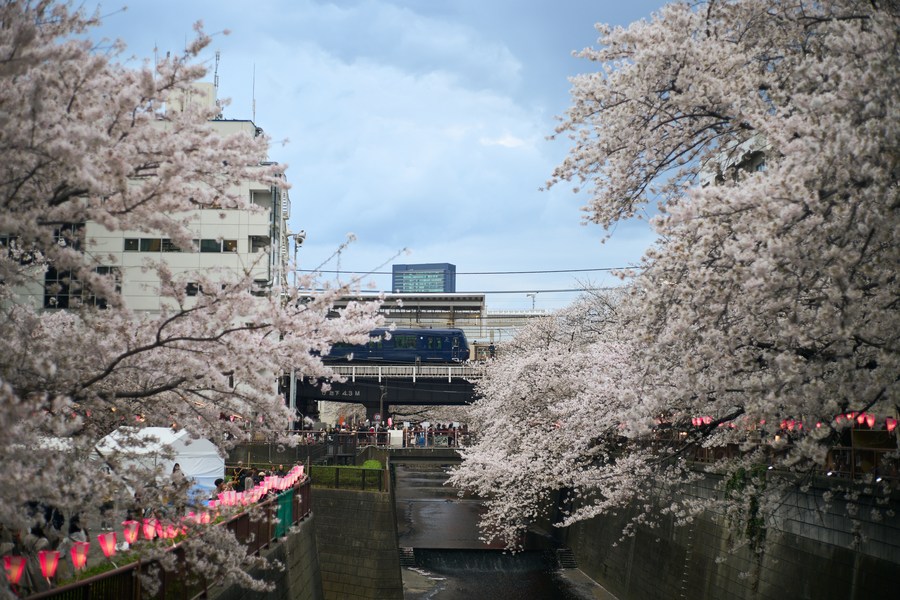 Album Asia: Menikmati keindahan bunga sakura yang diterangi cahaya lampion di Jepang-Image-5