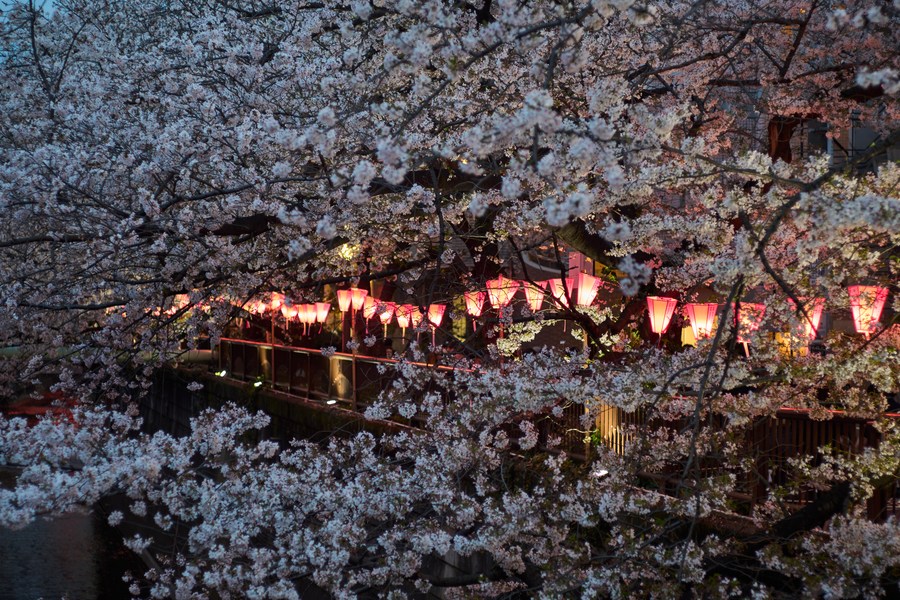Album Asia: Menikmati keindahan bunga sakura yang diterangi cahaya lampion di Jepang-Image-6