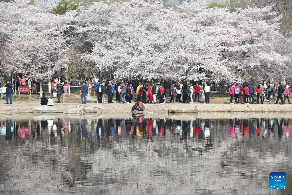 POTRET Turis Riuh Tonton Bunga Sakura di Taman Yuyuantan-Image-4