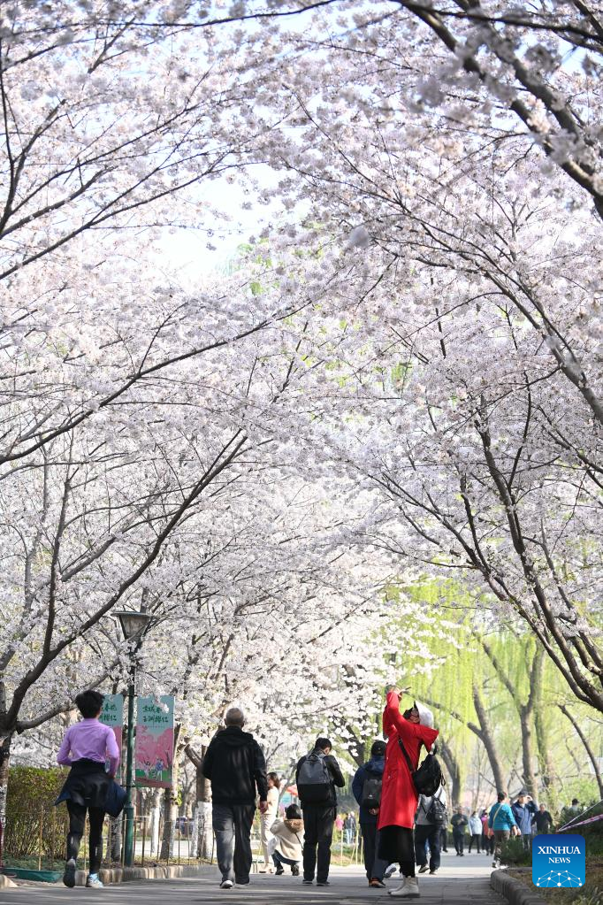 POTRET Turis Riuh Tonton Bunga Sakura di Taman Yuyuantan-Image-6