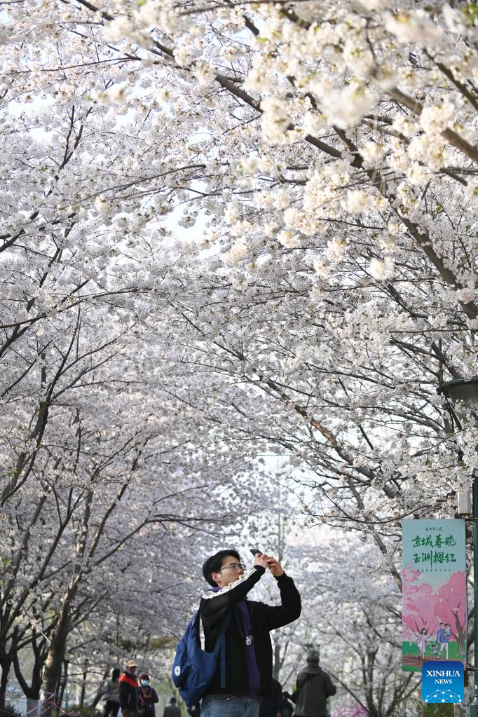 POTRET Turis Riuh Tonton Bunga Sakura di Taman Yuyuantan-Image-7