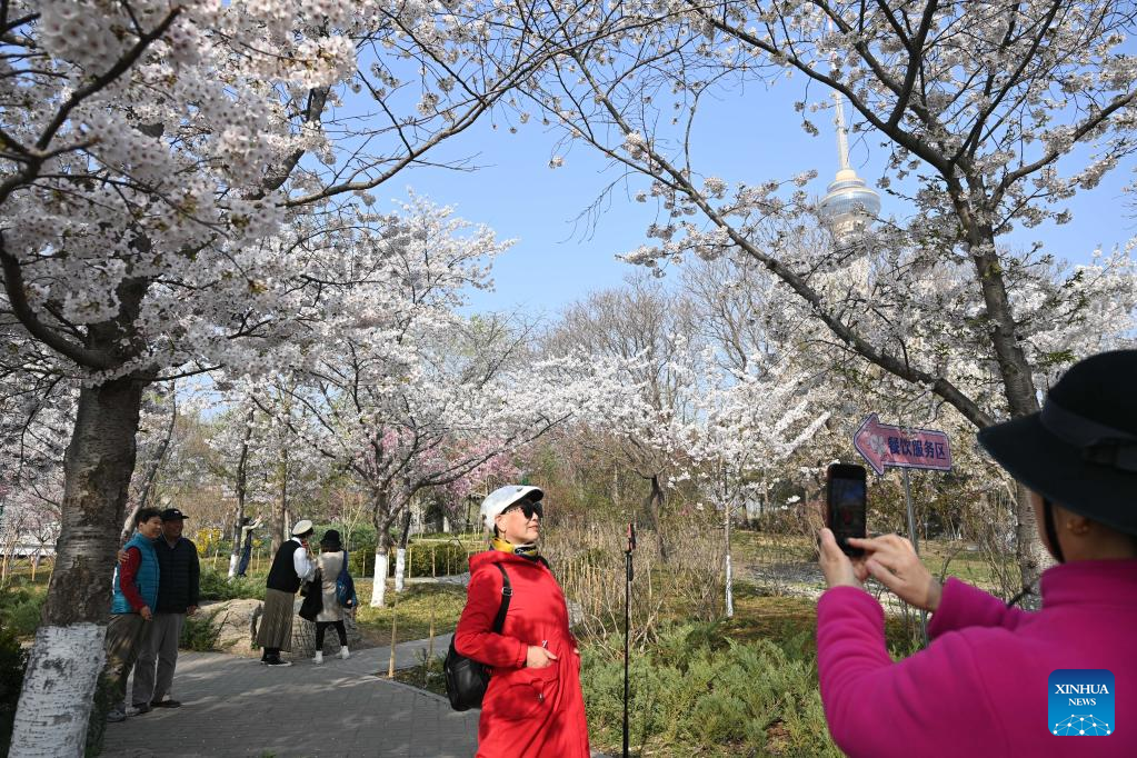 POTRET Turis Riuh Tonton Bunga Sakura di Taman Yuyuantan-Image-5