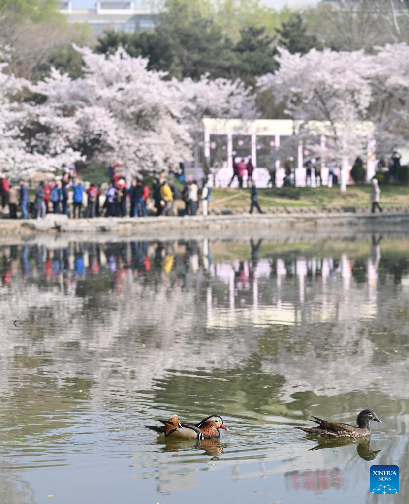 POTRET Turis Riuh Tonton Bunga Sakura di Taman Yuyuantan-Image-1