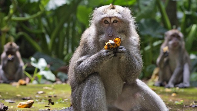 Shio 13 April 2023: Monyet Penuh Kemujuran-Image-1