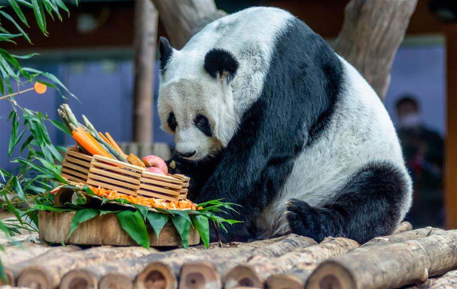 Panda Lin Hui Meninggal Usia 21 di Chiang Mai Thailand-Image-1