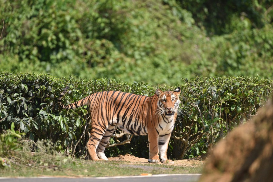 Album Asia: Harimau Benggala, pesona terbesar hutan India-Image-1 Album Asia: Harimau Benggala, pesona terbesar hutan India-Image-1