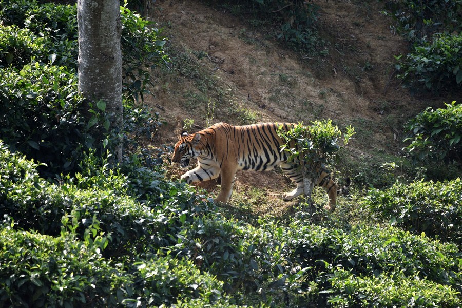 Album Asia: Harimau Benggala, pesona terbesar hutan India-Image-3 Album Asia: Harimau Benggala, pesona terbesar hutan India-Image-3