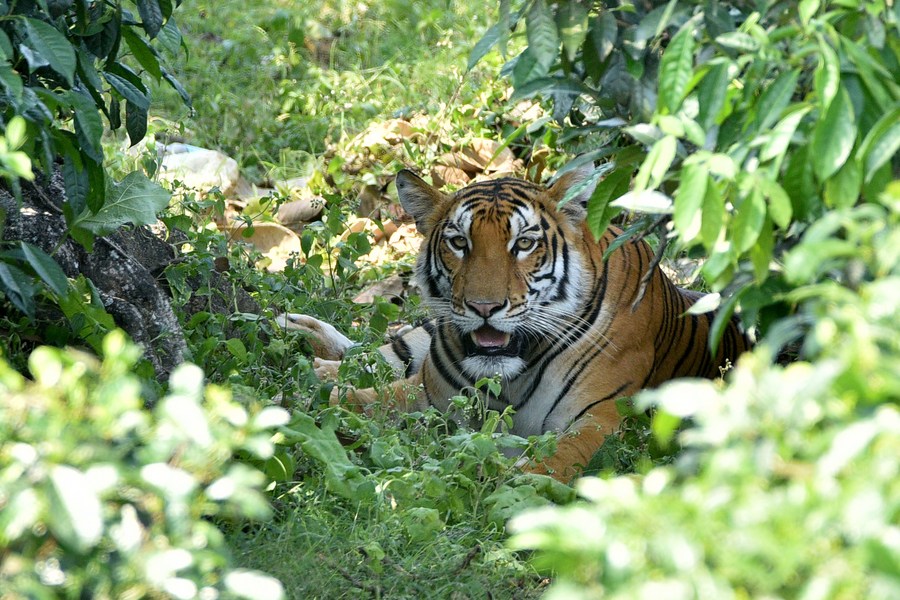 Album Asia: Harimau Benggala, pesona terbesar hutan India-Image-4 Album Asia: Harimau Benggala, pesona terbesar hutan India-Image-4