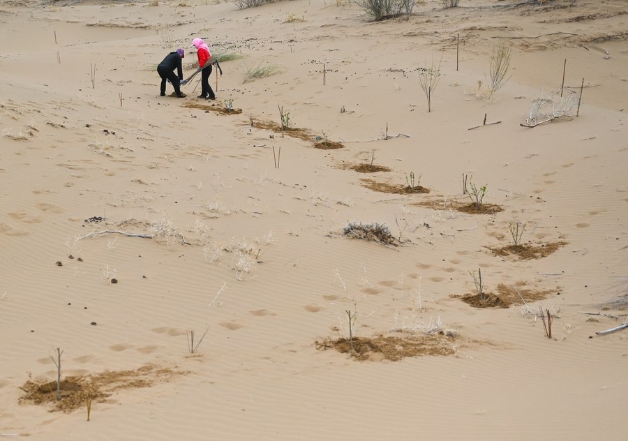 Mengintip aktivitas para pekerja pengendalian pasir di Gurun Kubuqi di Mongolia Dalam, China-Image-1 Mengintip aktivitas para pekerja pengendalian pasir di Gurun Kubuqi di Mongolia Dalam, China-Image-1