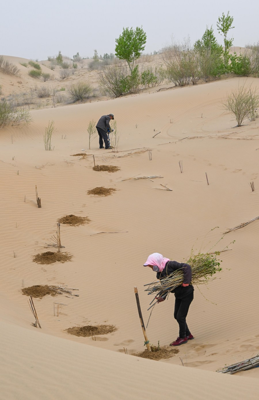 Mengintip aktivitas para pekerja pengendalian pasir di Gurun Kubuqi di Mongolia Dalam, China-Image-5 Mengintip aktivitas para pekerja pengendalian pasir di Gurun Kubuqi di Mongolia Dalam, China-Image-5