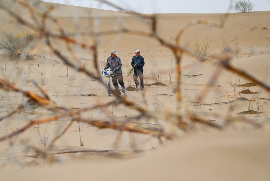 Mengintip aktivitas para pekerja pengendalian pasir di Gurun Kubuqi di Mongolia Dalam, China-Image-6 Mengintip aktivitas para pekerja pengendalian pasir di Gurun Kubuqi di Mongolia Dalam, China-Image-6