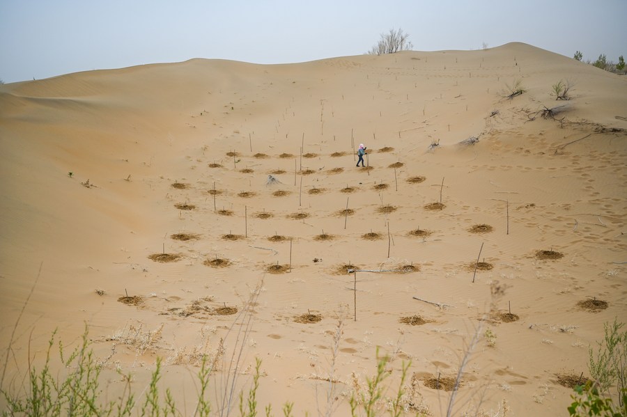 Mengintip aktivitas para pekerja pengendalian pasir di Gurun Kubuqi di Mongolia Dalam, China-Image-10 Mengintip aktivitas para pekerja pengendalian pasir di Gurun Kubuqi di Mongolia Dalam, China-Image-10