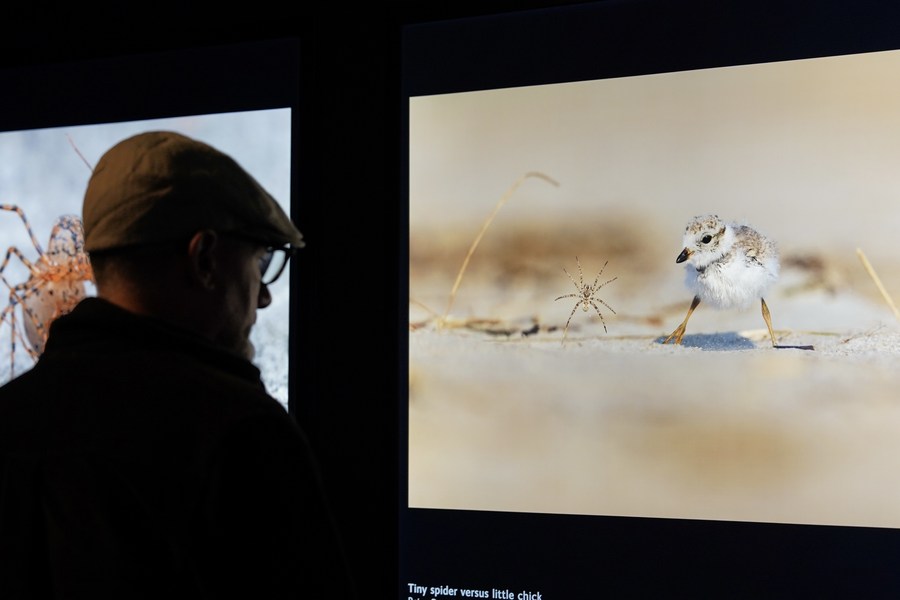Pameran foto di Sydney Australia soroti konservasi satwa liar-Image-2