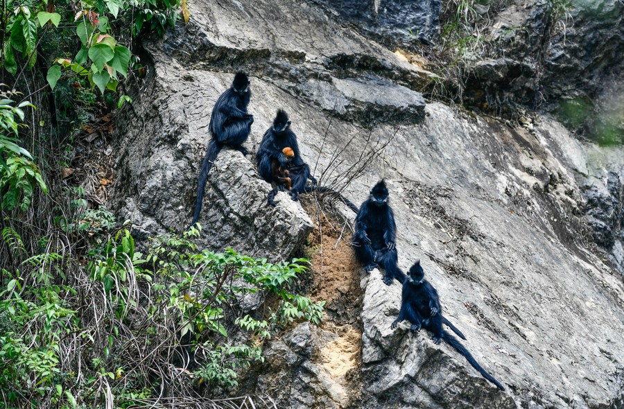 Deretan foto monyet daun Francois di China barat daya-Image-5