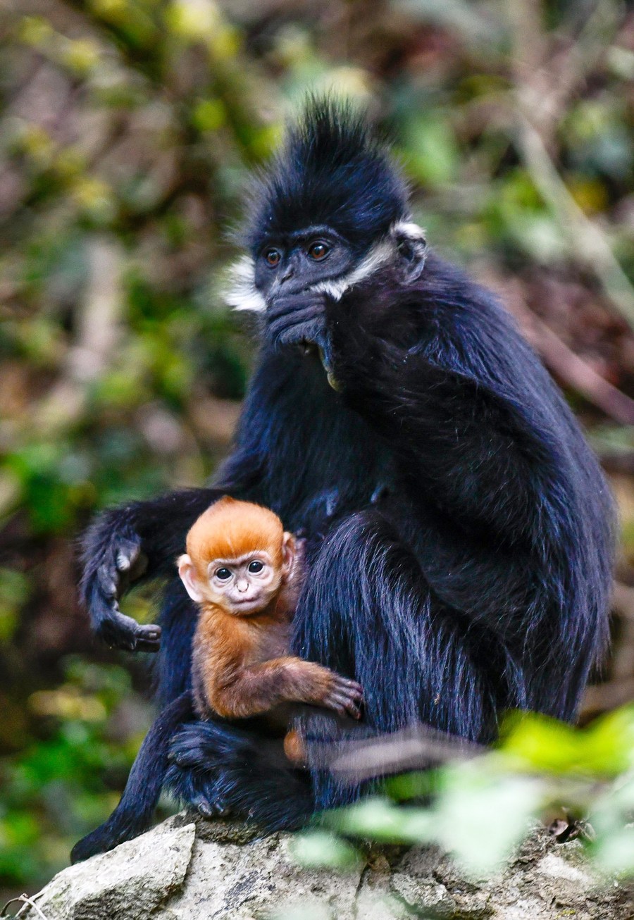 Deretan foto monyet daun Francois di China barat daya-Image-6