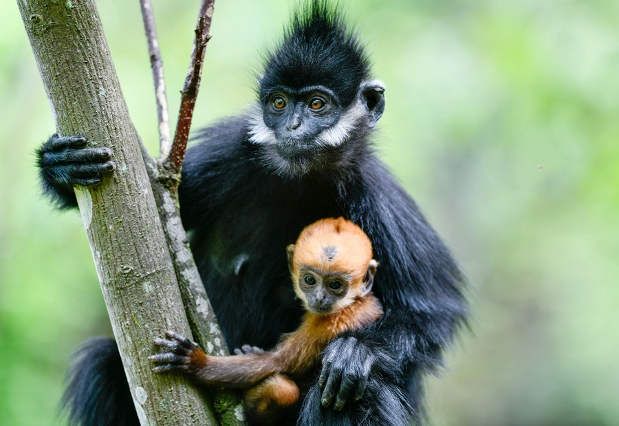 Deretan foto monyet daun Francois di China barat daya-Image-7