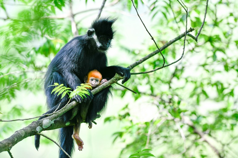 Deretan foto monyet daun Francois di China barat daya-Image-8