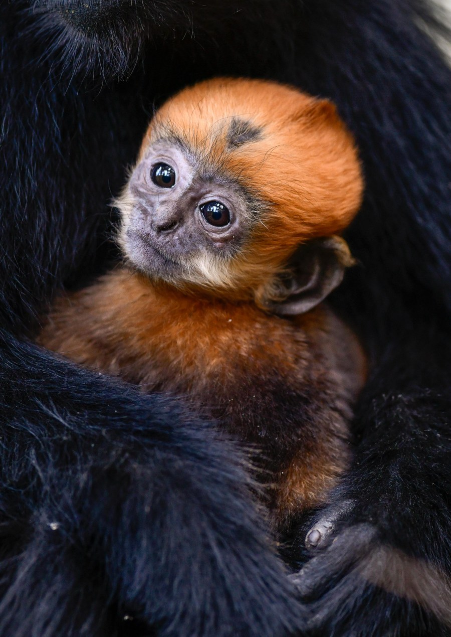 Deretan foto monyet daun Francois di China barat daya-Image-9