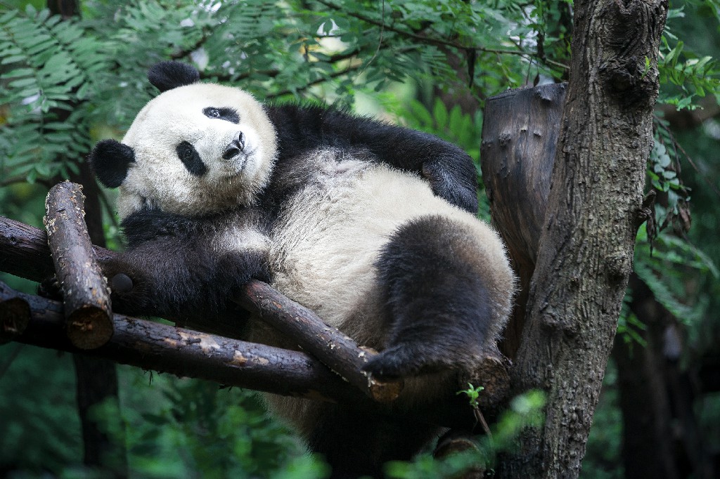 Penonton Panda di Sichuan Dihukum, Dilarang Nonton Panda-Image-1