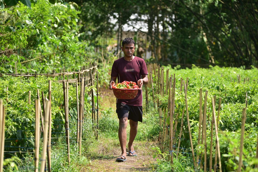 Album Asia: Berani coba cabai setan dari Assam, India?-Image-3