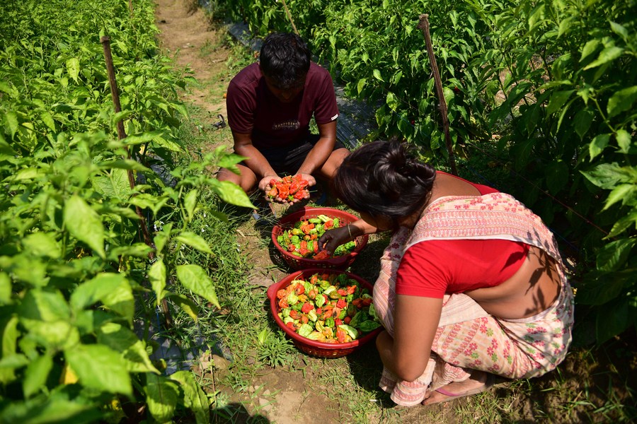 Album Asia: Berani coba cabai setan dari Assam, India?-Image-4