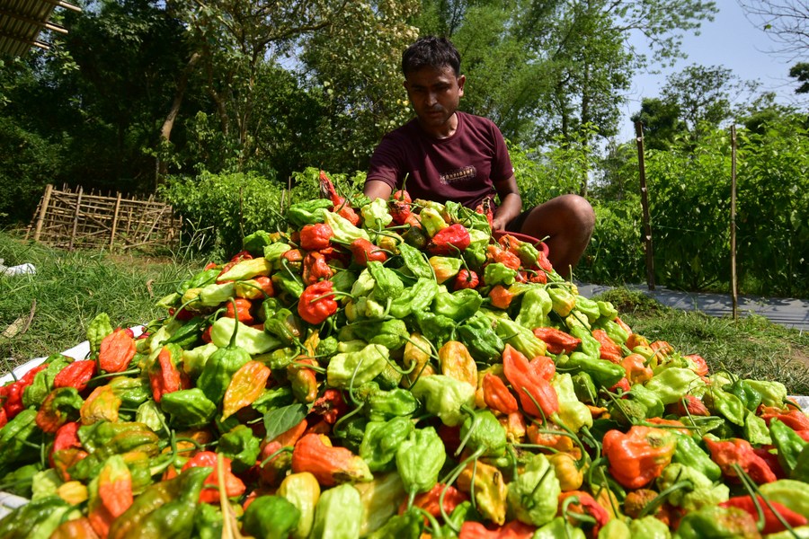 Album Asia: Berani coba cabai setan dari Assam, India?-Image-6