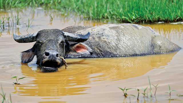 Shio 13 Mei 2023: Kerbau Banyak Bersantai-Image-1 Shio 13 Mei 2023: Kerbau Banyak Bersantai-Image-1