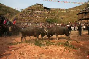 Mengenal Festival Adu Banteng pada Suku Dong-Image-1