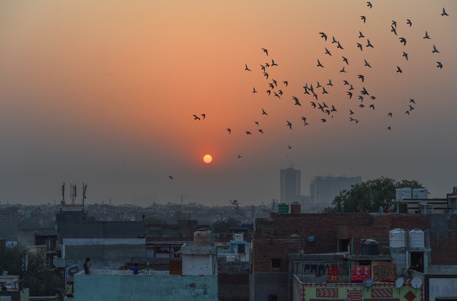 Album Asia: Menerbangkan Merpati, Hobi Tradisional Kuno di New Delhi, India-Image-1