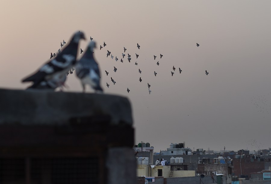 Album Asia: Menerbangkan Merpati, Hobi Tradisional Kuno di New Delhi, India-Image-2