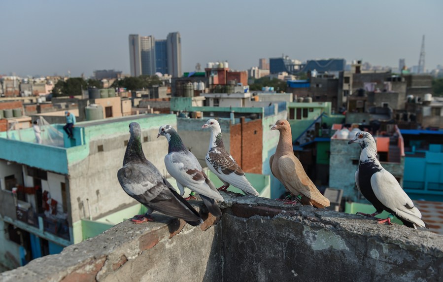 Album Asia: Menerbangkan Merpati, Hobi Tradisional Kuno di New Delhi, India-Image-3