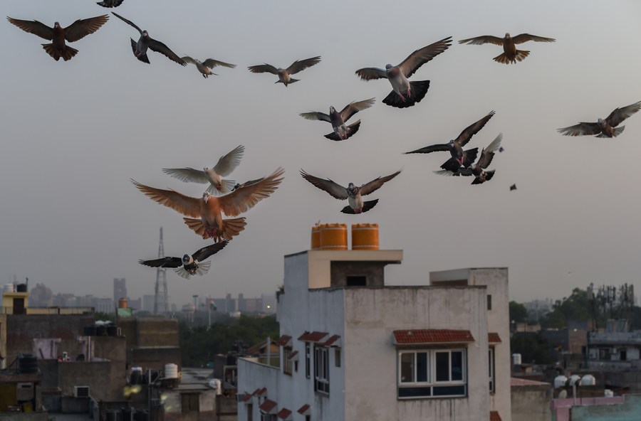 Album Asia: Menerbangkan Merpati, Hobi Tradisional Kuno di New Delhi, India-Image-5