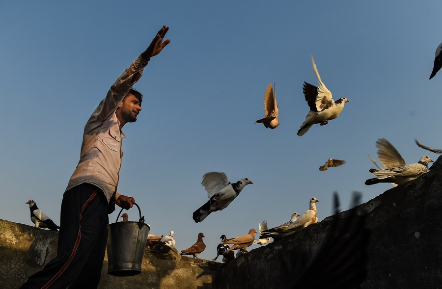 Album Asia: Menerbangkan Merpati, Hobi Tradisional Kuno di New Delhi, India-Image-6