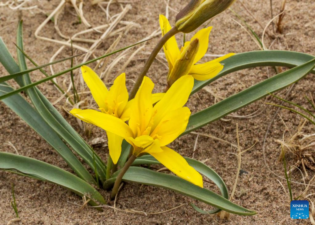 Tulip Dianggap Punah Ditemukan Lagi di Mongolia Dalam-Image-1