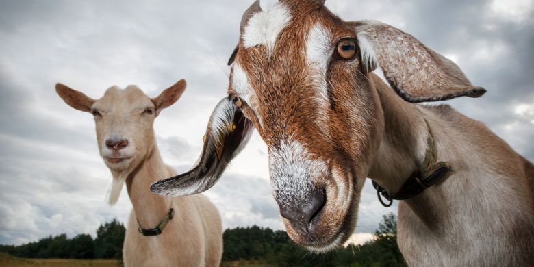 Shio 22 Mei 2023: Kambing Tegas dan Serius Hari Ini-Image-1