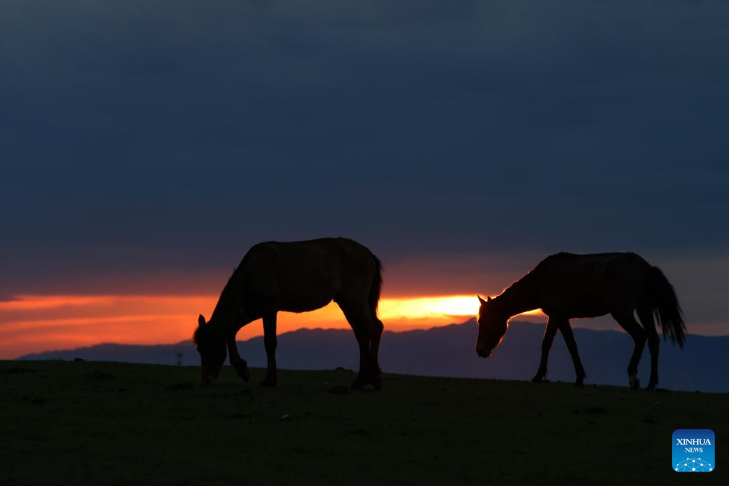 Padang Rumput Narat di Xinyuan Dikunjungi 87.000 Turis-Image-2