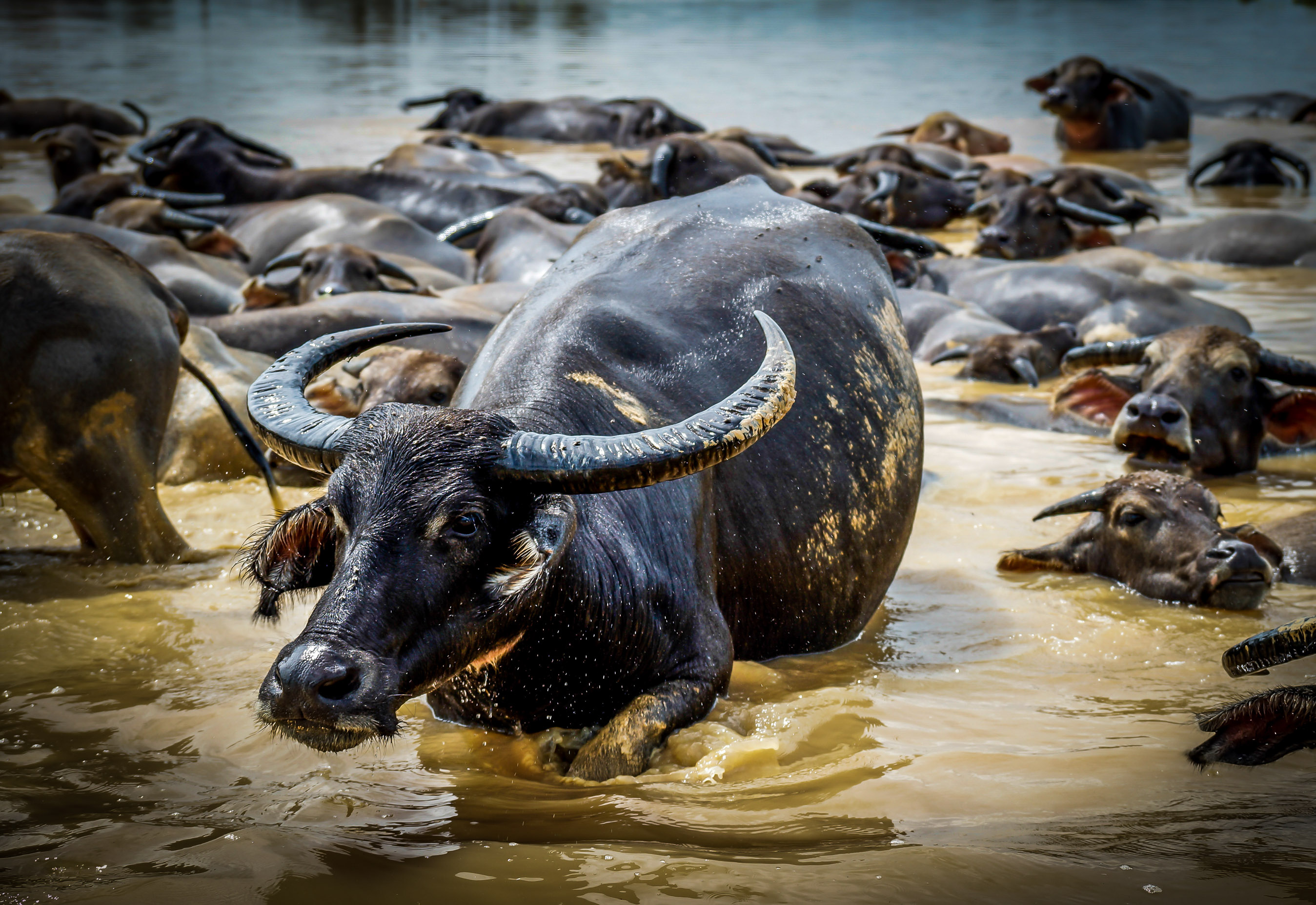 Shio 24 Mei 2023 Kerbau Beruntung Hari ini-Image-1