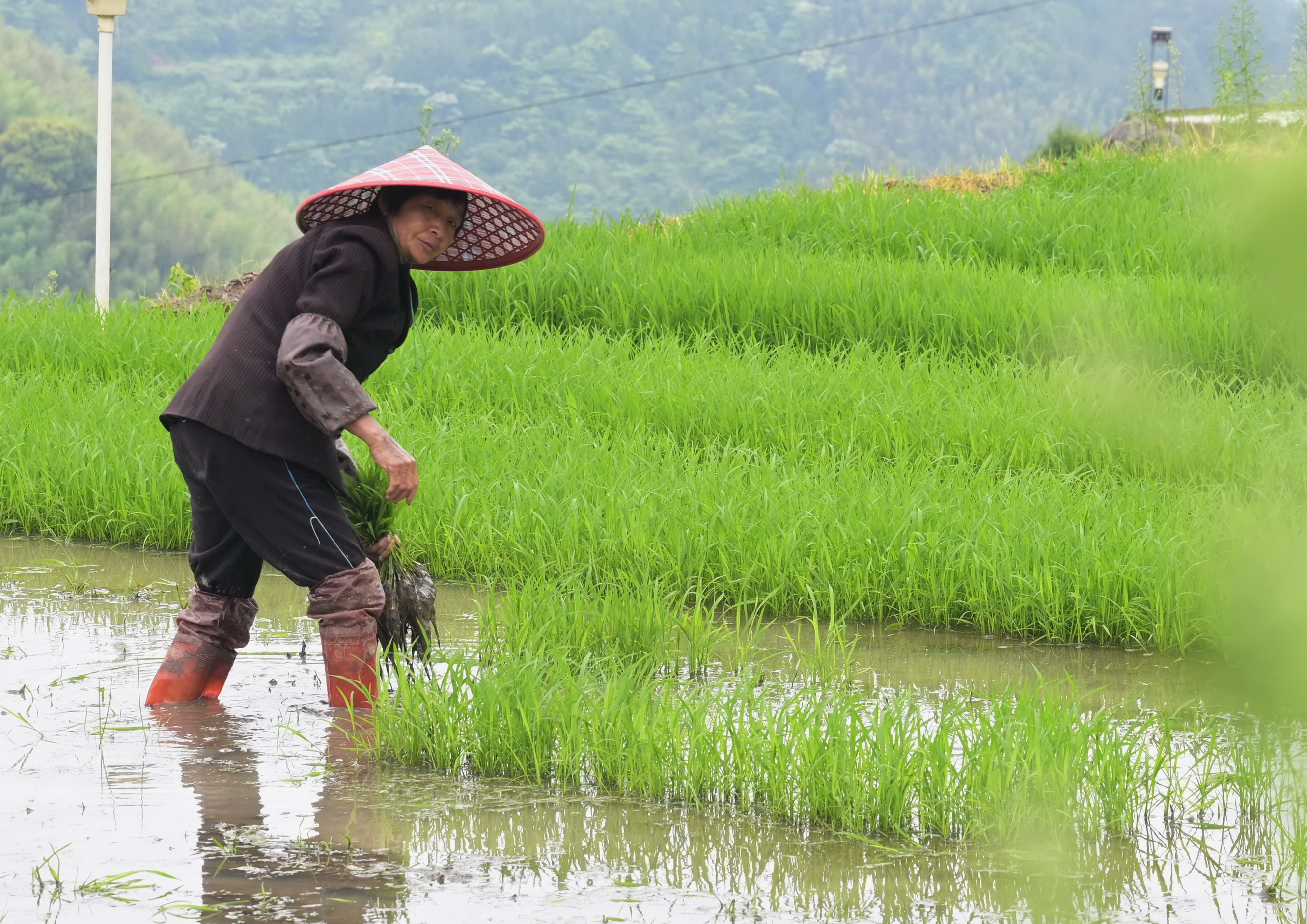CHINA-FUJIAN-YOUXI-SAWAH TERASERING-1-Image-1