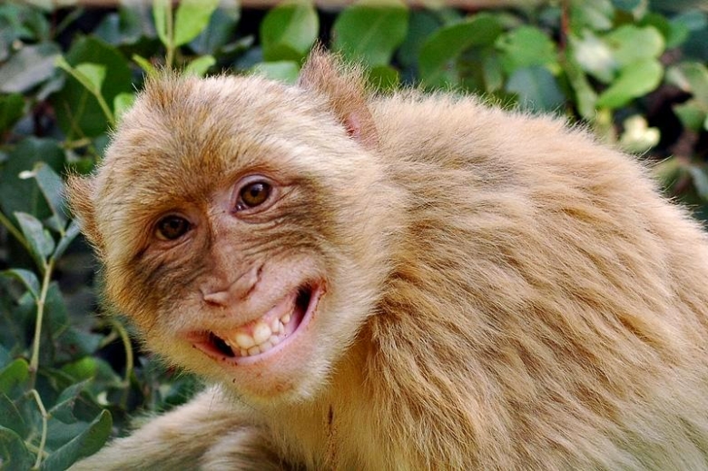 Shio 27 Mei 2023: Monyet Penuh Keberuntungan-Image-1