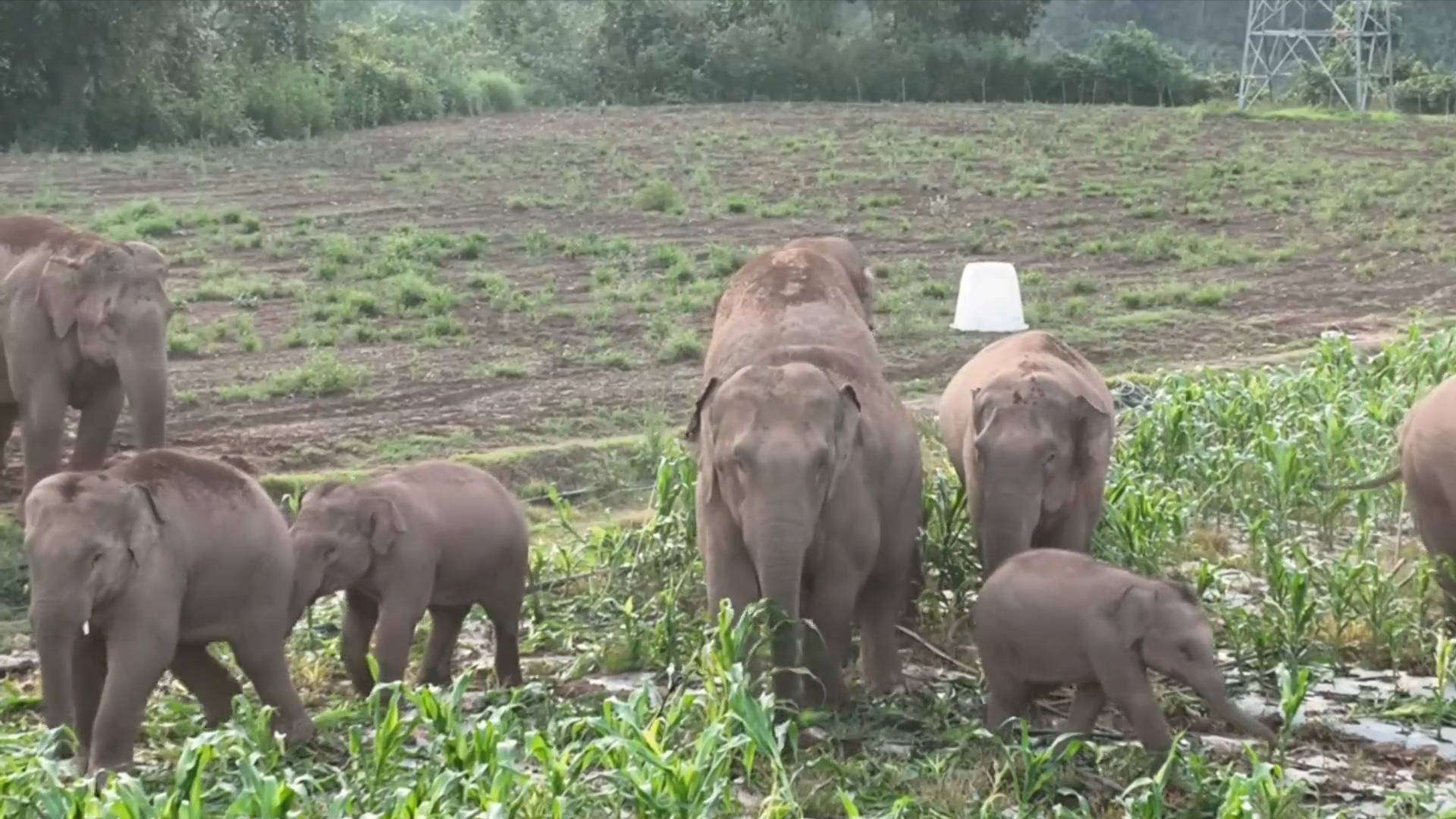 Gajah Asia Catatkan Peningkatan Angka Kelahiran di China Barat Daya-Image-1
