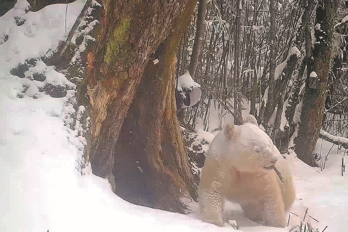 Panda Albino Tertangkap Kamera di Cagar Alam Sichuan-Image-1