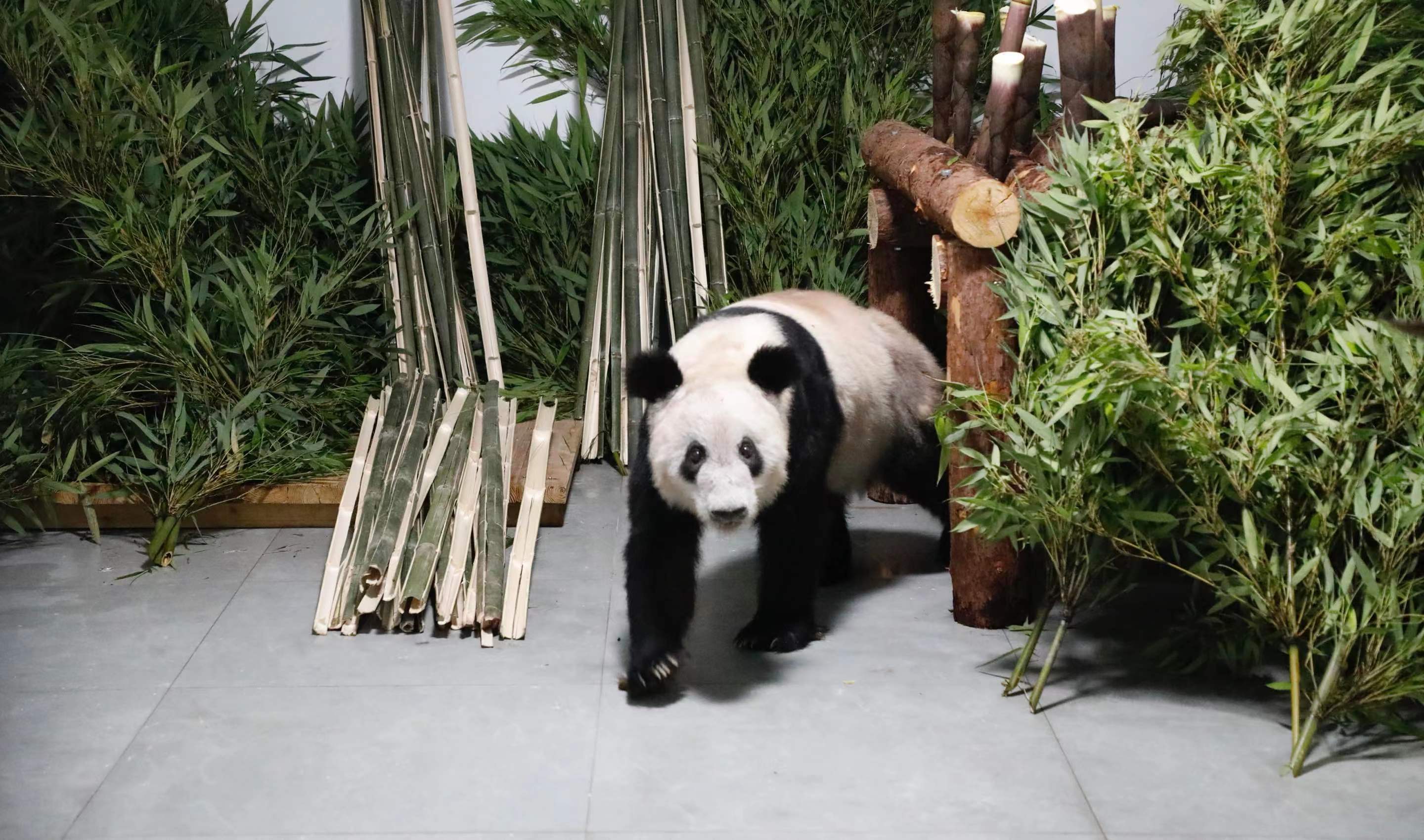 Akhirnya Panda Ya Ya Kembali ke Tempat Lahirnya di Beijing-Image-1