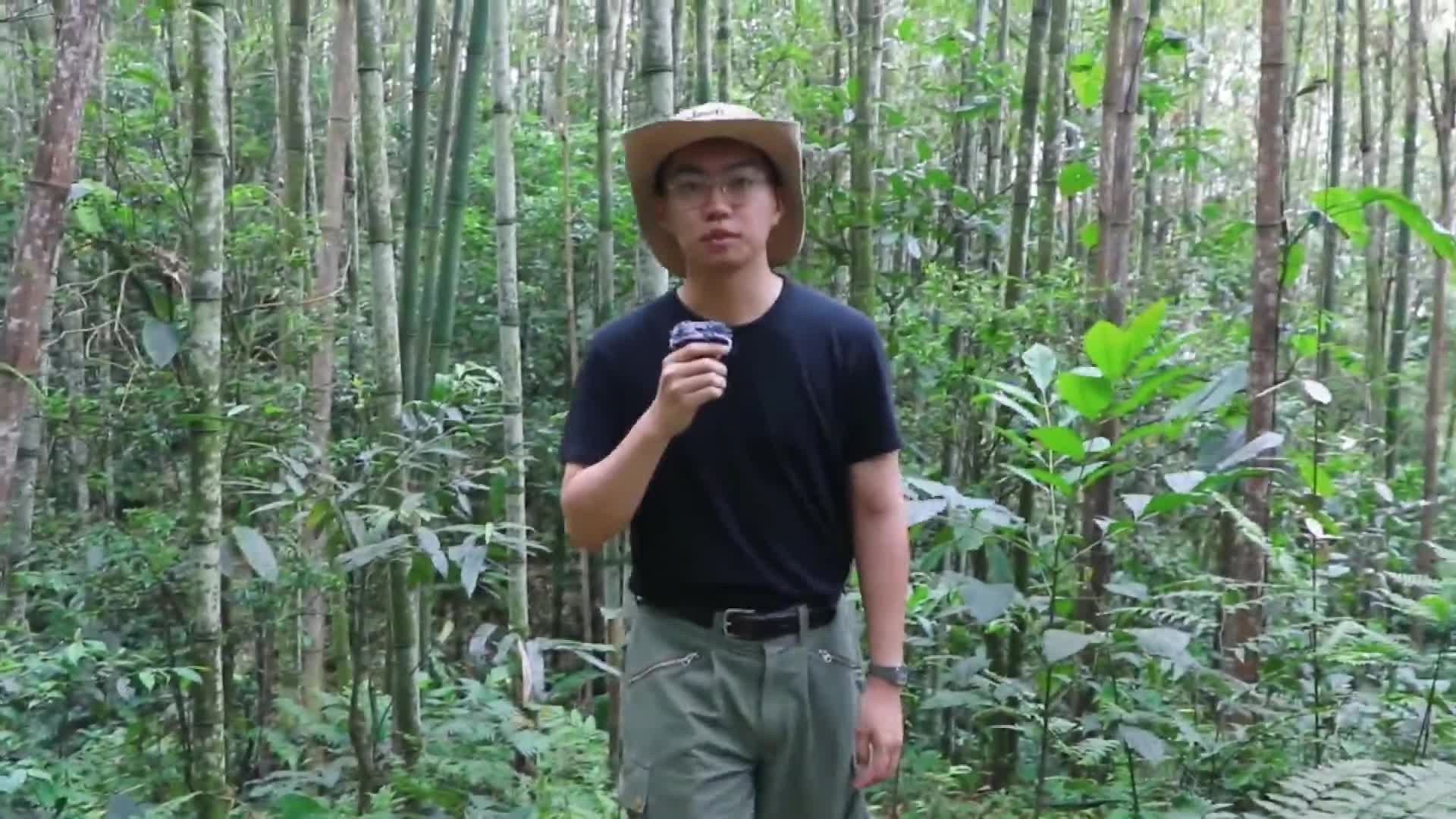 Menengok ledakan populasi kupu-kupu di Yunnan, China-Image-1