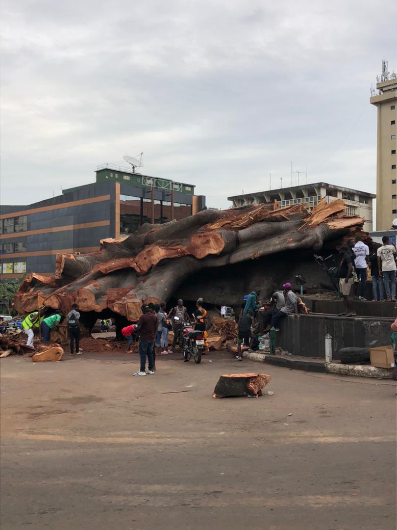 Sierra Leone akan lestarikan pohon kapas bersejarah yang telah tumbang sebagai warisan budaya-Image-2