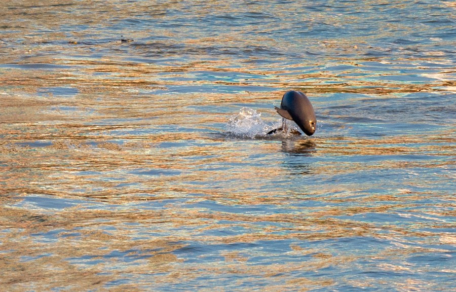 Larangan Tangkap Ikan Perbaiki Habitat di Sungai Yangtze-Image-2