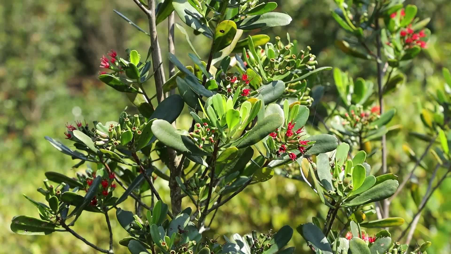 Melindungi mangrove hitam berbunga merah di Hainan, China-Image-1